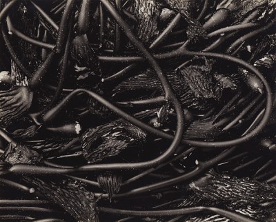 EW_Kelp_1930