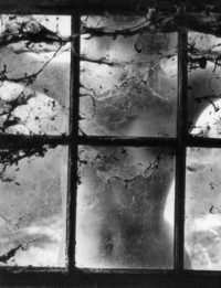 Wynn Bullock, Woman Behind Cobwebbed Window, 1955