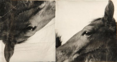 DMS_Horses(ICA)_1985