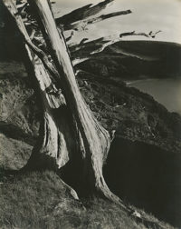 Edward Weston, Cypress, Point Lobos, 1930