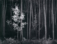 Ansel Adams, Aspens, Northern New Mexico, 1958