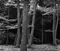 Brett Weston, Beech Forest, Netherlands, 1971