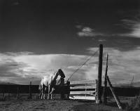 Paul Strand, White Horse, Rancho De Taos, New Mexico 1932