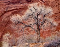 Joseph Holmes, Cottonwood, Escalante, Utah, 1979