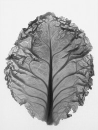 Paul Caponigro, Cabbage Leaf, Winthrop Massachusetts, 1964