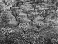 Ansel Adams - Orchard Early Spring Stanford University, CA, 1940