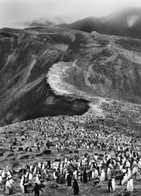 Sebastiao Salgado, Colony of Hundred of Thousands Chinstrap Penguins, Antarctica, 2005