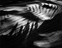 Tree Shadows on Grain Farm, Montezuma Hills, CA, 1977