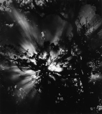 Brett Weston, Sunburst, Hawaii, 1978