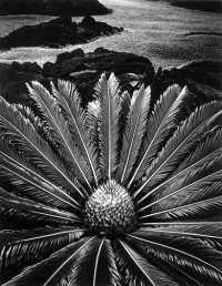 Don Worth, Cycas Revoluta, Hilo, Hawaii, 1977