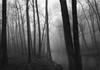 Paul Caponigro - Trees and Fog, Redding, Connecticut, 1968