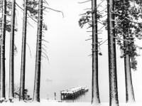 Robert Dawson, Trees and Pier in Snowstorm, Lake Tahoe, California, 1998