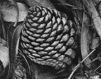 Ansel Adams - Pine Cones and Eucalyptus Tree, 1932