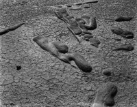 Concretions, Salton Sea 1938