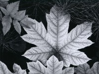 Ansel Adams, Leaf Glacier Bay National Monument, Alaska, 1948