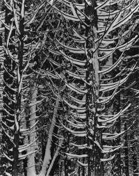 Ansel Adams, Forest Detail, Winter, Yosemite National Park, 1942