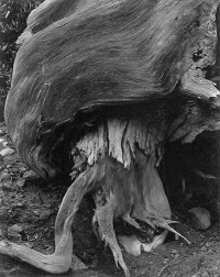Cypress, Point Lobos 1929