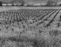 Max Yavno - Napa Valley, 1961