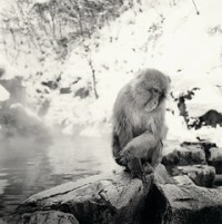 Rolfe Horn, Snow Monkeys, Study 2, Jigokudani, Japan, 2004