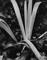 Paul Strand, Iris Facing Winter, Orgeval, 1973