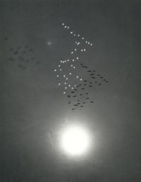 William Garnett, Snow Geese with Reflection of the Sun on Buena Vista Lake, 1953