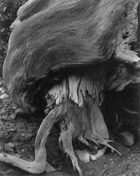 Edward Weston - Cypress Point Lobos, CA, 1929
