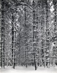 Ansel Adams, Trees and Snow, 1933