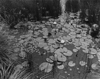George Tice, Aquatic Plants #1, Saddle River, New Jersey, 1967