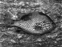 Paul Caponigro, Sunfish, Concord, Massachusetts, 1961