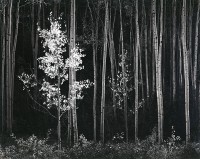 Ansel Adams, Aspens, Northern New Mexico, 1958