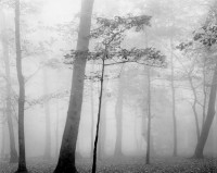 Mark Citrit, Trees in Fog, Crabtree Meadows, Blue Ridge Mountains, 1973