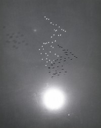 Snow Geese Over Buena Vista Lake, California, 1953