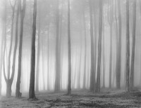 Don Worth, Trees and Fog, San Francisco, California, 1971