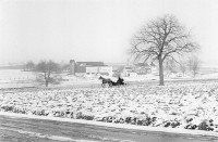 George Tice, Horse and Buggy, Lancaster, Pa, 1961