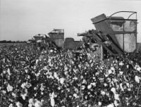 Marion Post Wolcott, Cotton Field, 1930