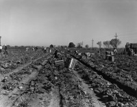 Dorothea Lange, Lettuce Field, Imperial Valley, 1937