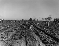 Dorothea Lange, Lettuce Field, Imperial Valley, 1937