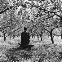 Apple Orchard, China, 2007