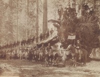 H.C. Tibbitts, The Fall of the Monarch with Troop F, Sixth Cavalry, United States Army, Mariposa Big Tree Grove, Southern Pacific Company, 1899
