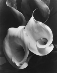 Imogen Cunningham - Two Calla's 1920's