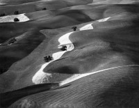 Eight Trees On A Hill, Paso Robles, California, 1979