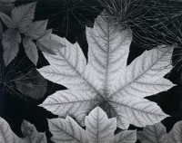 Ansel Adams, Leaf, Glacier Bay National Monument, Alaska, 1948