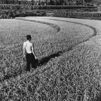 Rice Harvest, China, 2007