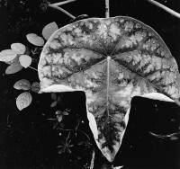 Brett Weston, Leaf, and Rain Drops, Hawaii, 1979