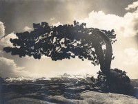 Attributed to Earl Brooks, Lone Pine On Sentinel Dome, Yosemite, California, 1923