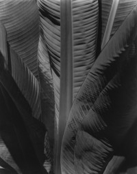 Imogen Cunningham - Bababa Tree, before 1929