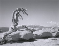 Mark Klett and Byron Wolfe, The Trunk Of The Jeffrey Pine, Killed By Drought, Sentinel Dome, 2002