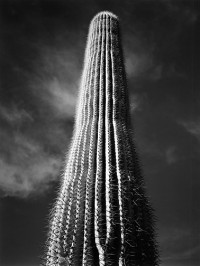 Ansel Adams, Saguaro Cactus, Sunrise, Arizona, 1946