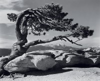 Ansel Adams, Jeffrey Pine, Sentinel Dome, Yosemite, 1940