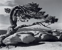 Ansel Adams, Jeffrey Pine, Sentinel Dome, Yosemite, 1940